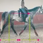 Help the horse to carry himself
