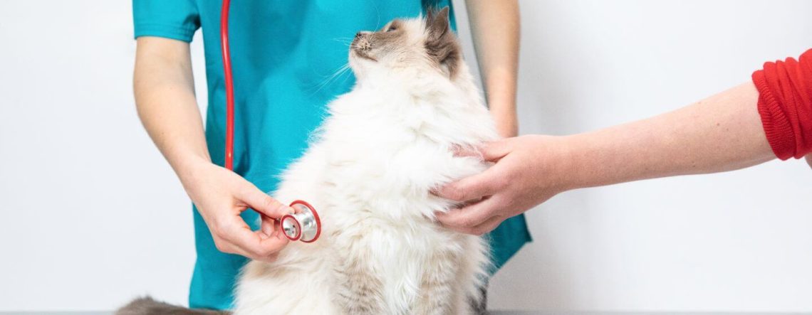 Helping Your Cat Recover After an Illness or Surgery