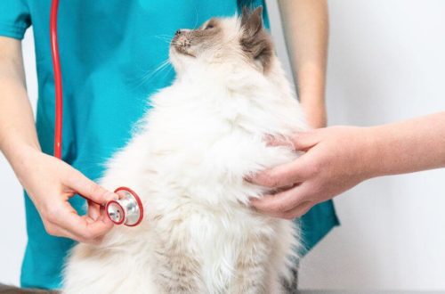 Helping Your Cat Recover After an Illness or Surgery