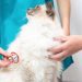 Cat growth stages: provide the best care at any age