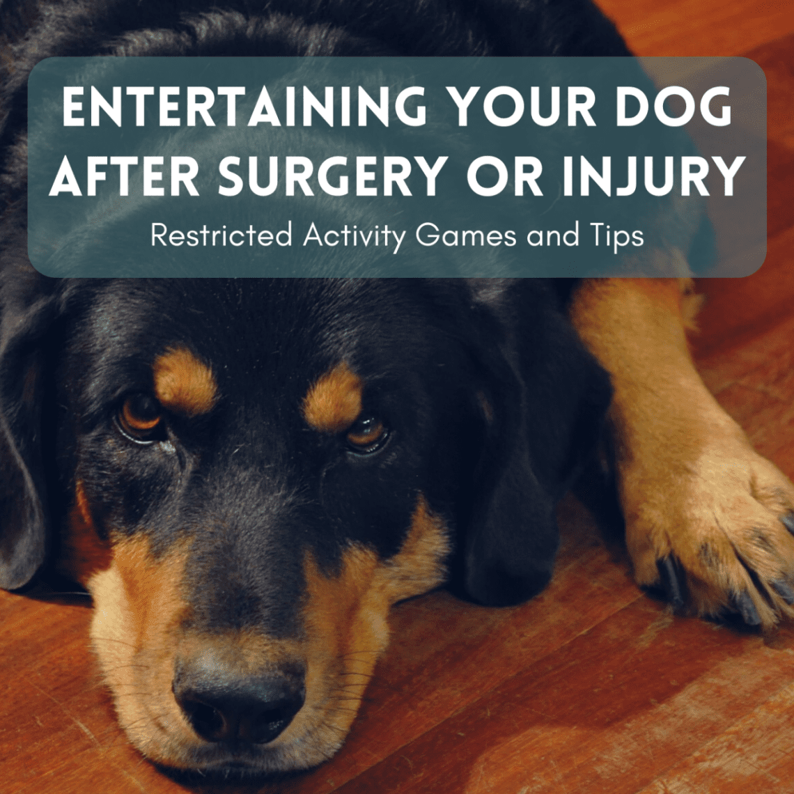 Helping your dog recover from injury or surgery