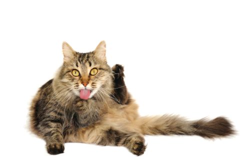 Կատուների և կատուների հեմոռոյ. պատճառները և բուժումը