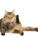 Liver lipidosis in cats: description of the disease, symptoms and treatment