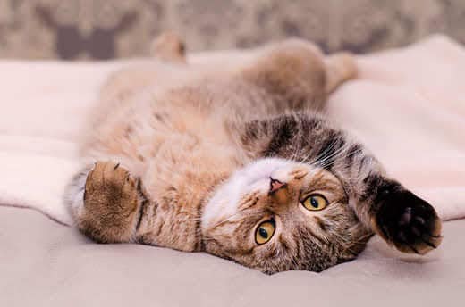 Hernia in a cat: causes, types and treatment