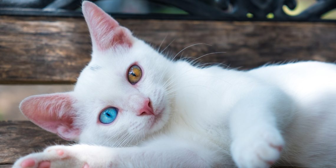 Heterochromia in cats: how cats with different eye colors appear
