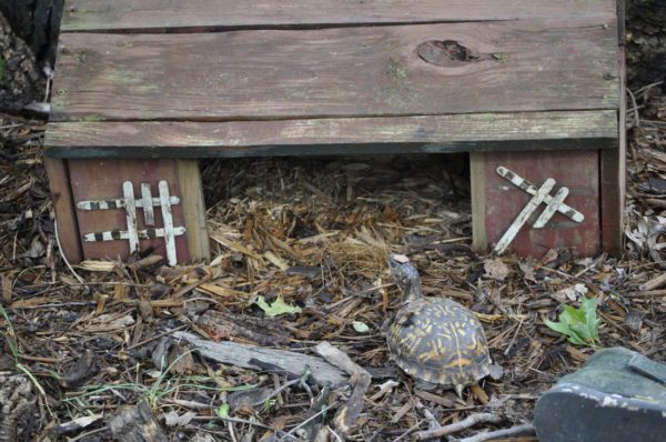 Hibernation in domestic tortoises: signs, causes, care (photo)