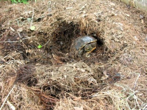 Hibernation in domestic tortoises: signs, causes, care (photo)