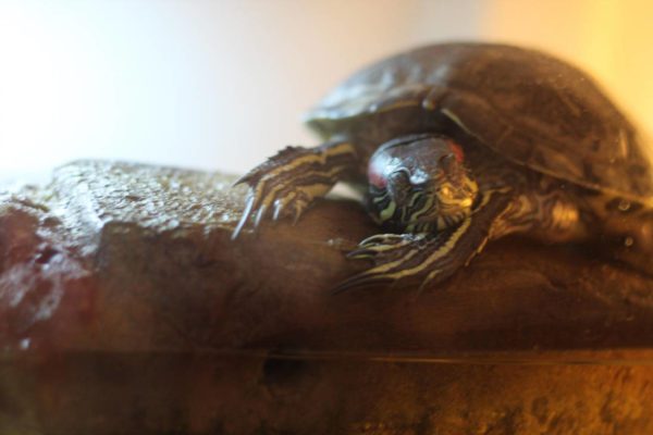 Hibernation in red-eared turtles at home: signs, causes, care (photo)