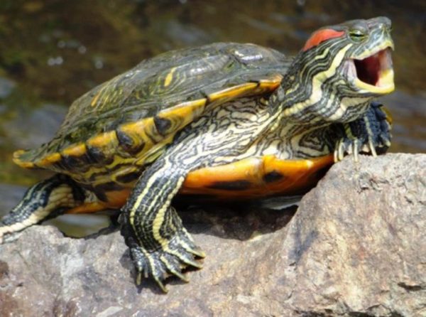 Hibernation in red-eared turtles at home: signs, causes, care (photo)