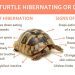 Is the turtle a mammal?
