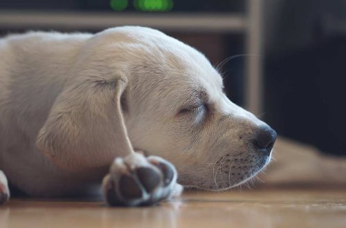 Hiccups in dogs: why puppies hiccup and what to do in this case