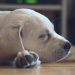 Why a dog may have watery eyes, causes and treatment