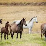 Hierarchy of horses in a herd. How to take your seat