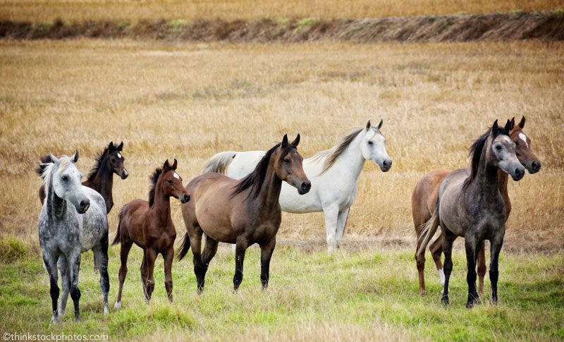 Hierarchy of horses in a herd. How to take your seat