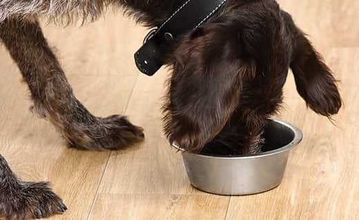 High Protein Dog Food: How Much Protein Does Your Dog Need?