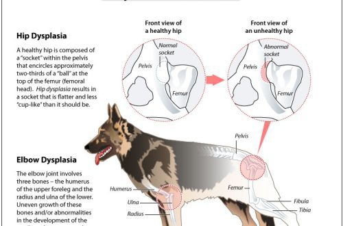 Hip dysplasia and other growth disorders in dogs