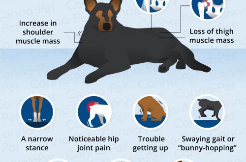 Hip Dysplasia in Dogs: Symptoms and Treatment