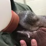 Hippo milk – truth or myth, what are the conjectures and judgments