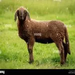 Hissar breed of sheep: breed, Hissar ram and sheep