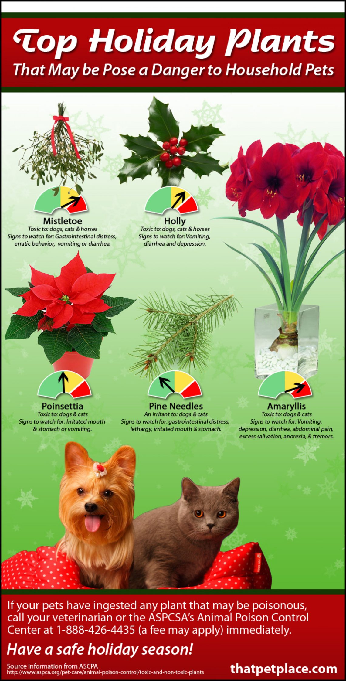 Holiday plants that can be dangerous for cats