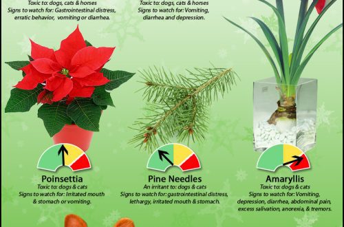 Holiday plants that can be dangerous for cats