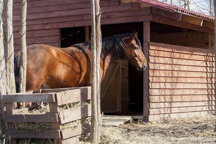 Holidays with a horse