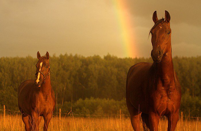 Holidays with a horse