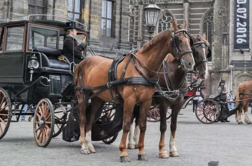 Horse and carriage &#8211; have a good trip!