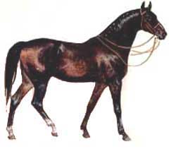 Horse breeds of horses