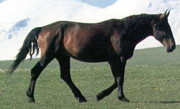 Horse breeds of horses