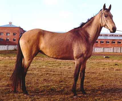 Horse breeds of horses