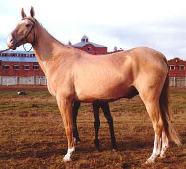 Horse breeds of horses