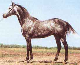 Horse breeds of horses