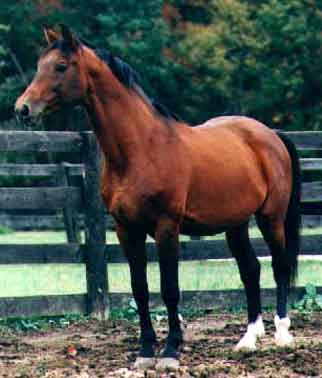 Horse breeds of horses