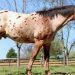 Spray training a horse