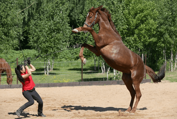 Horse Etiquette: Check Your Horse&#8217;s Behavior