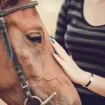 Horse Etiquette: Check Your Horse’s Behavior