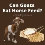 Horse “goat”: we talk on the topic