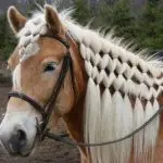 horse hairstyles