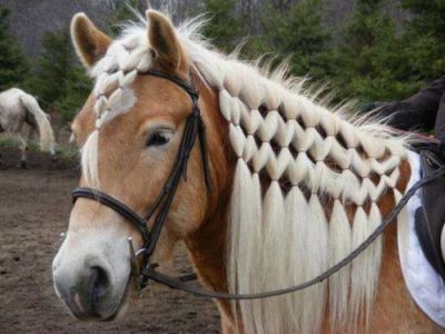 horse hairstyles