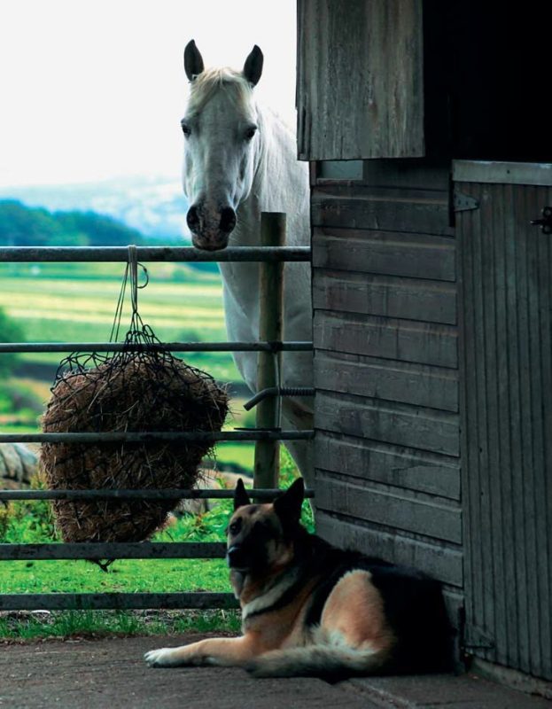 horse happiness