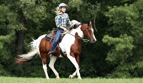 Horse Problems: A Hard Mouth is a Different Approach