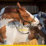 Horse Relaxation and Balance Exercises