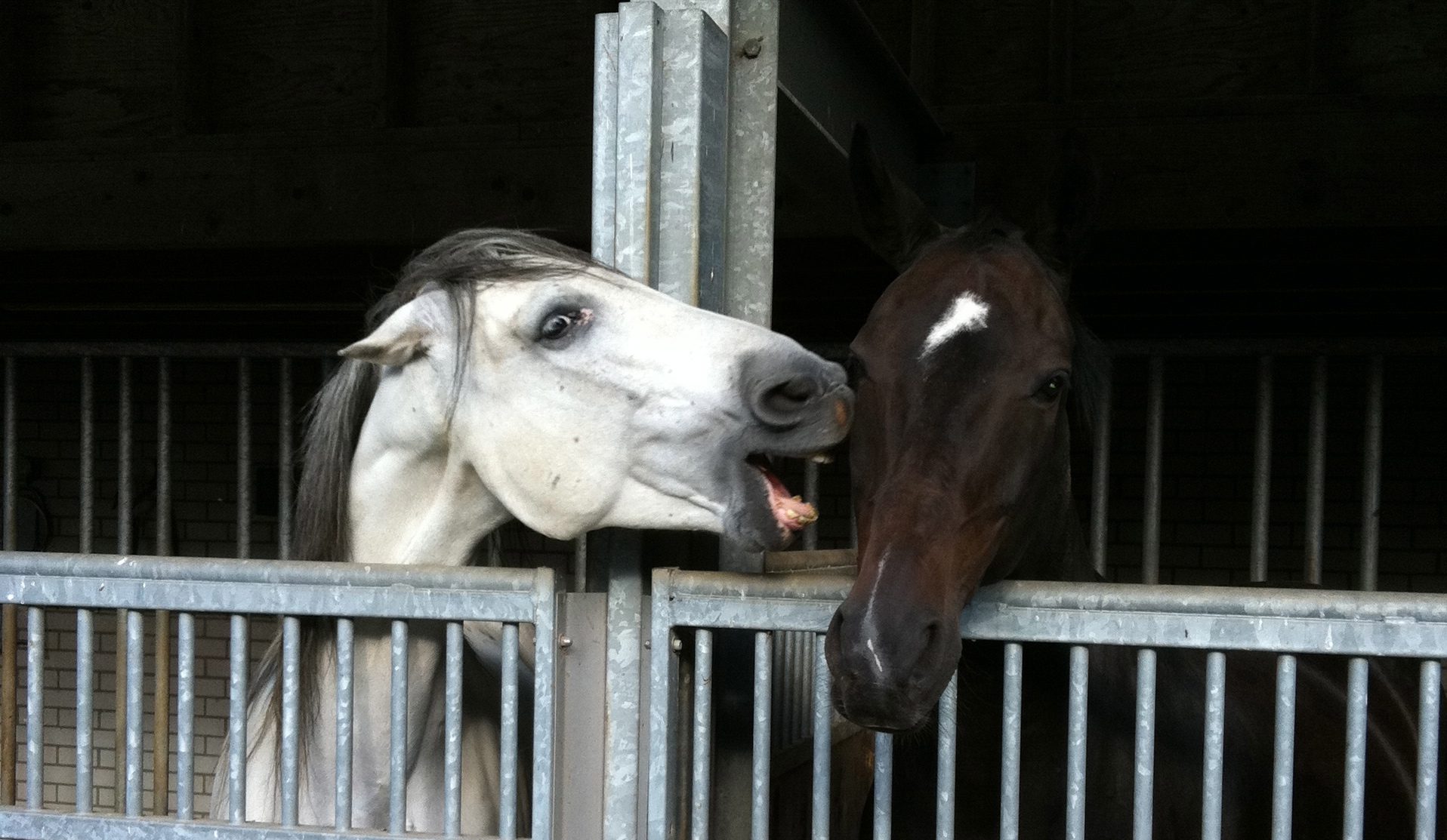 Horse safety on the ground