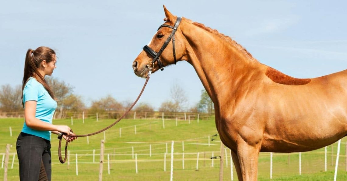 Horse safety on the ground