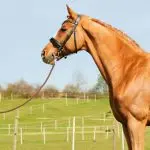 Horse safety on the ground