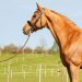 What to do if a horse makes you nervous?