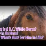 Horse training: be “here” and “now”!