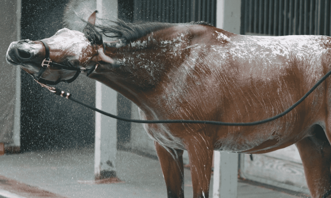 Horse Trouble: Bathing