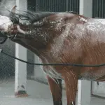 Horse Trouble: Bathing